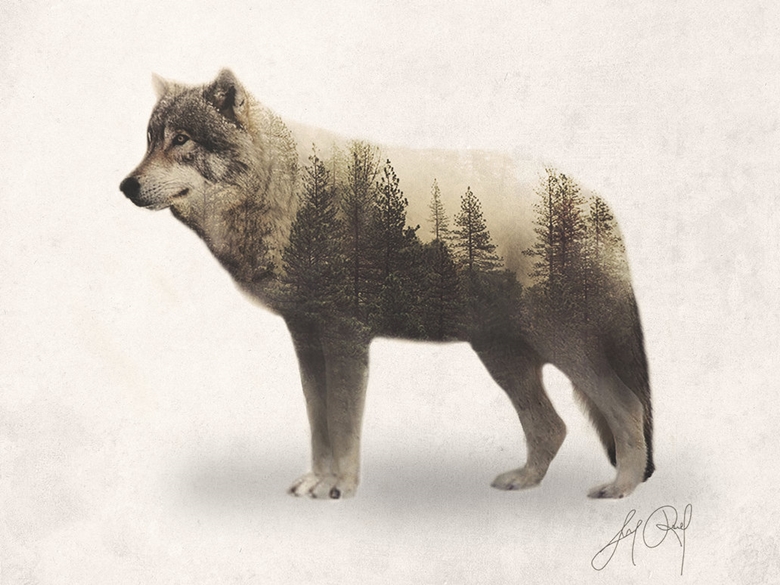 wolf